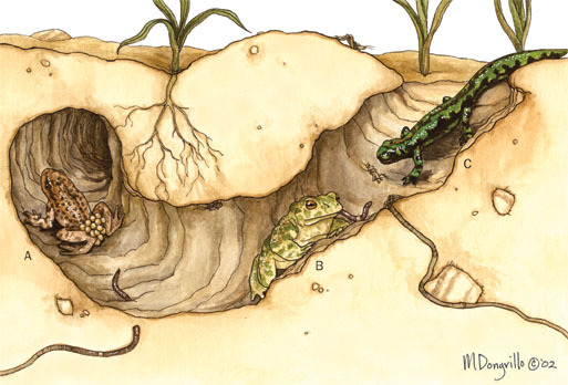 toad_newt_burrow