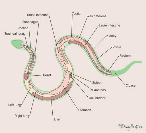 snake_organs