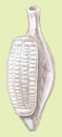 Aspidogaster conchicola