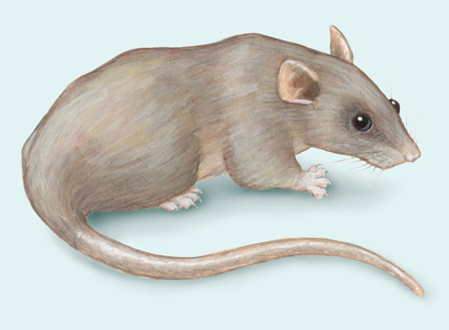 Rattus norvegicus