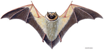 BioKIDS - Kids' Inquiry of Diverse Species, Lasiurus cinereus, hoary bat:  INFORMATION