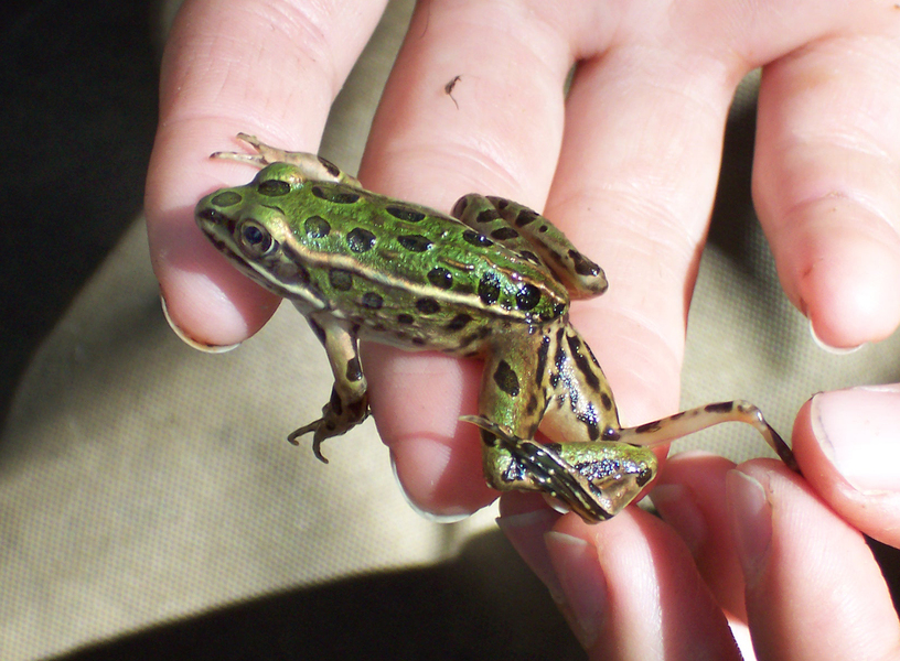 five-legged_leopard_frog1
