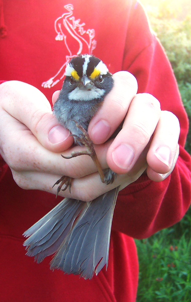 white-throated_sparrow