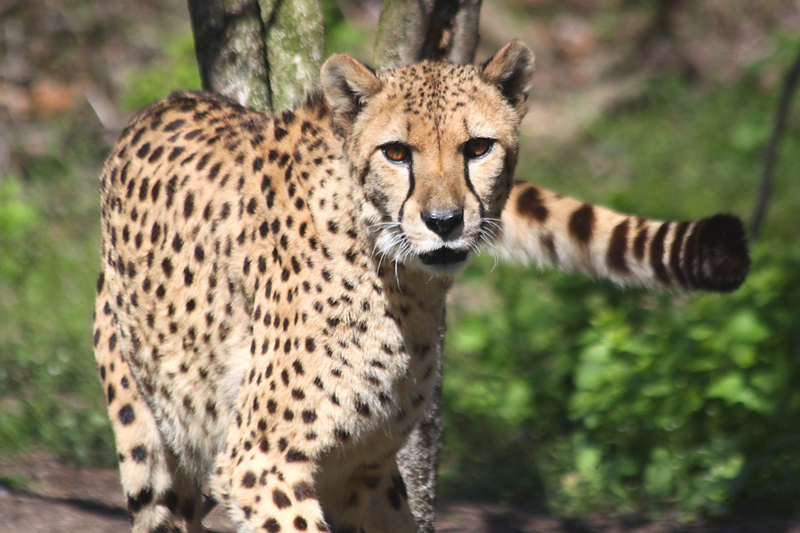 Cheetah7113