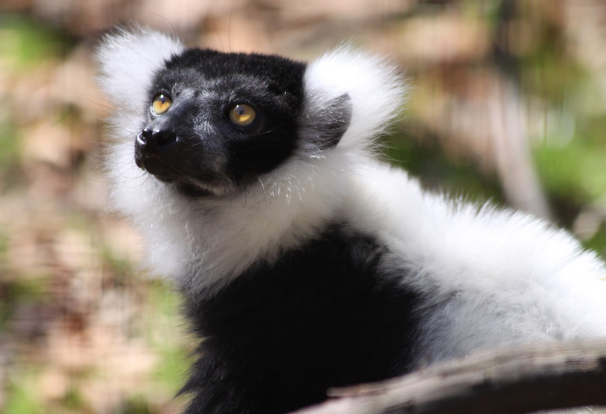 Lemur7057