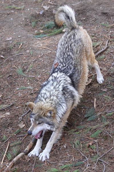 Mexican_wolf6835