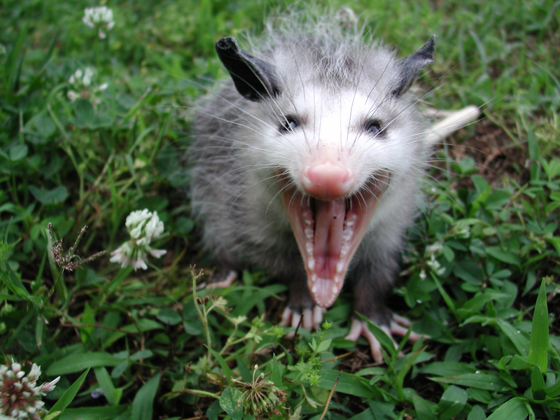 Opossum_yawn