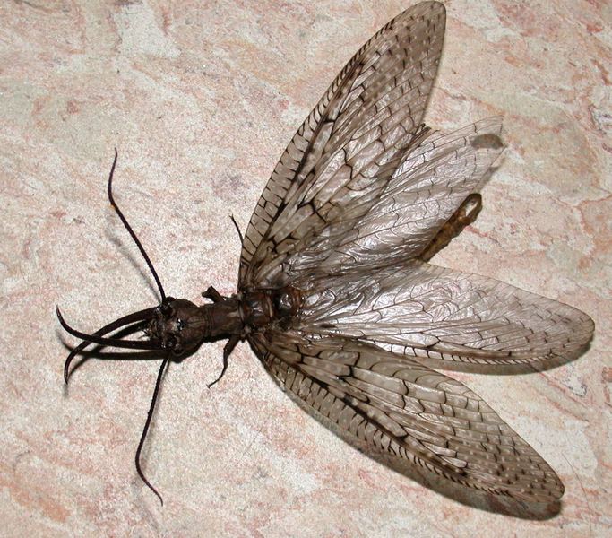 dobsonfly2