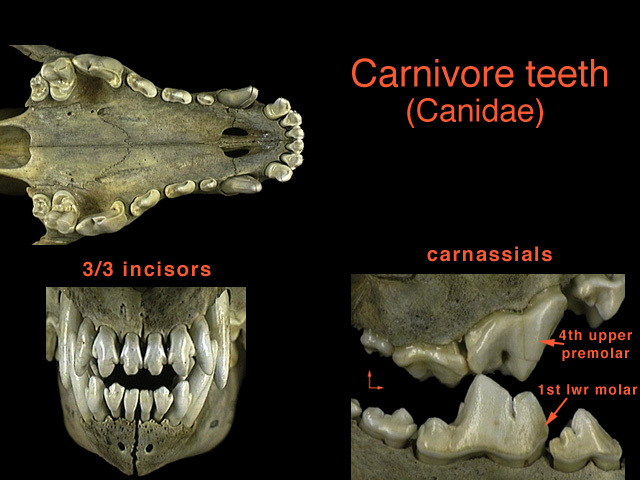 carnivore_teeth
