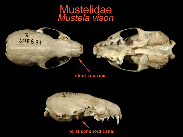 mustelidae