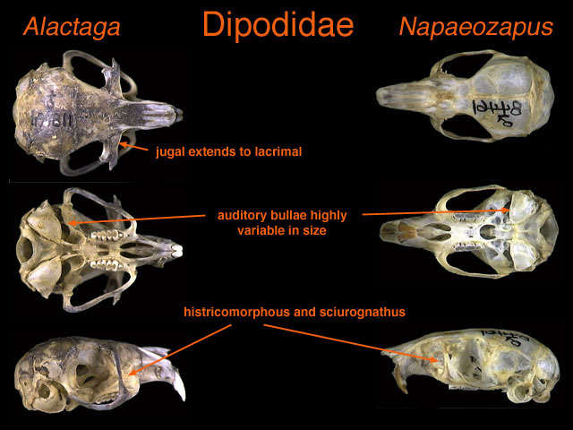 Zapodinae