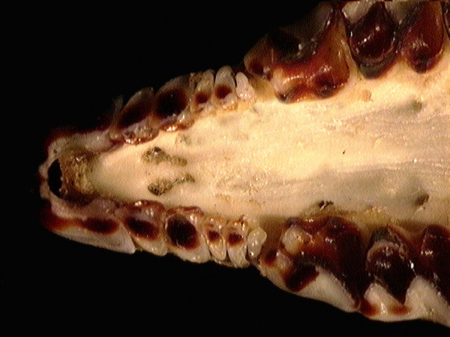 Soricomorpha