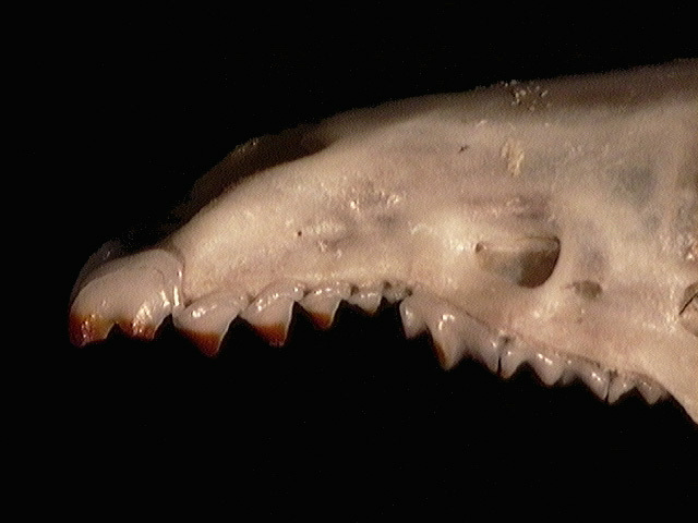 Sorex arcticus
