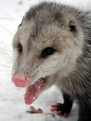 opossum.thb