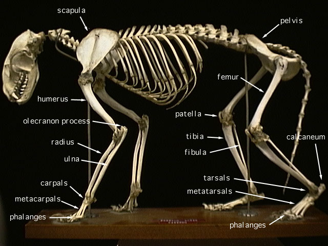 raccoon_skeleton