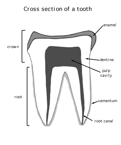 tooth_x_section
