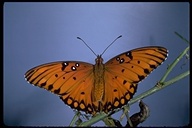 Nymphalidae