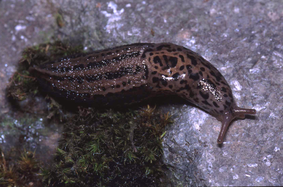 Stylommatophora