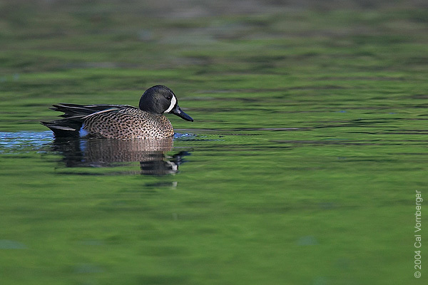 bluewingedteal2
