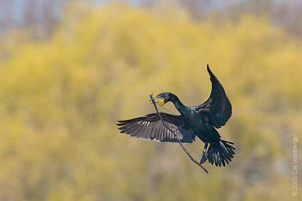 cormorant11_nestmaterial