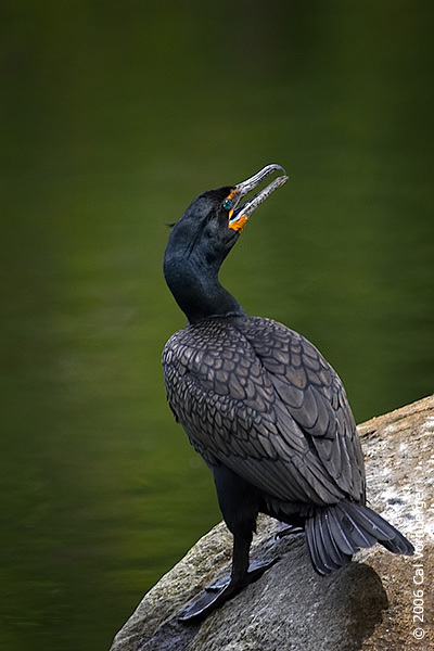 cormorant3
