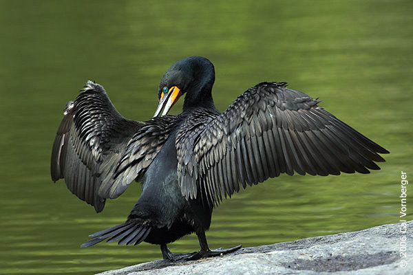 cormorant4