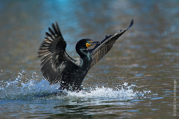 cormorant6_landing
