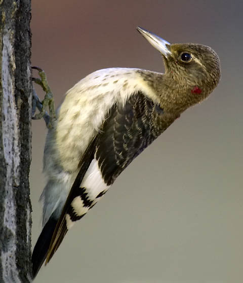 immredheadwoodpecker