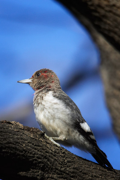 redheadwoodpecker1