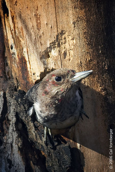 redheadwoodpecker_hole