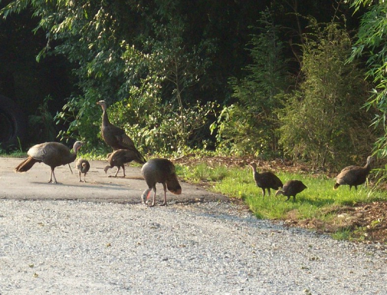 turkeyfamily