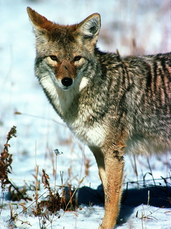 coyote_ii