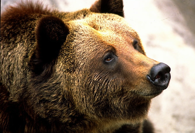 grizzly_2