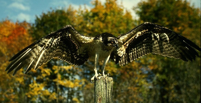 osprey_landing