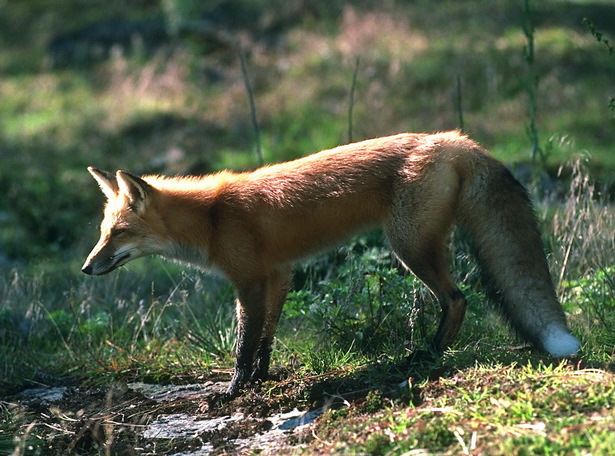 red_fox_2