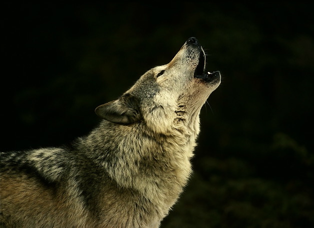 wolf_howling