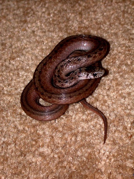 brown_snake