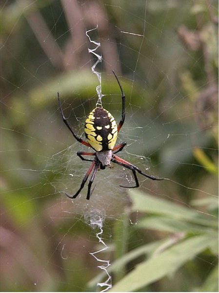 black_and_yellow_argiope