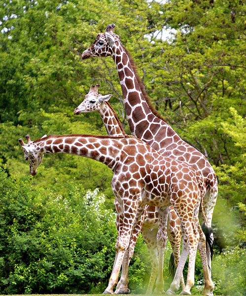 Giraffa_camelopardalis1