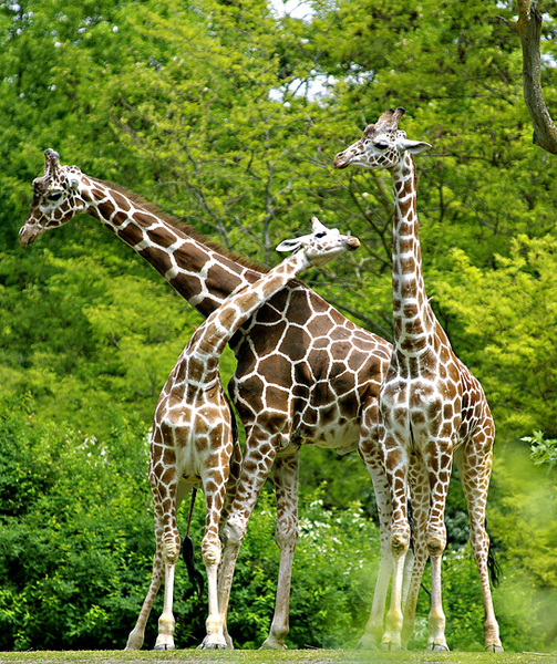 Giraffa_camelopardalis2