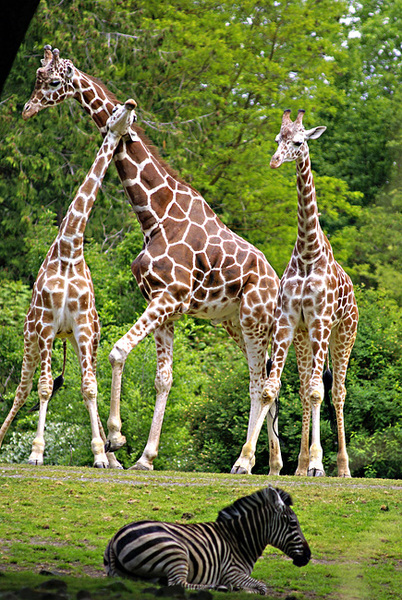 Giraffa_camelopardalis4