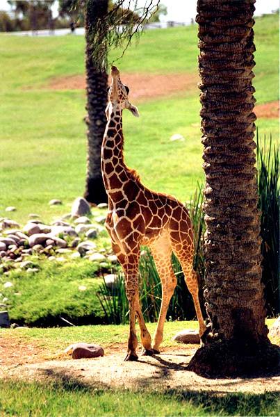 Giraffa_camelopardalis7