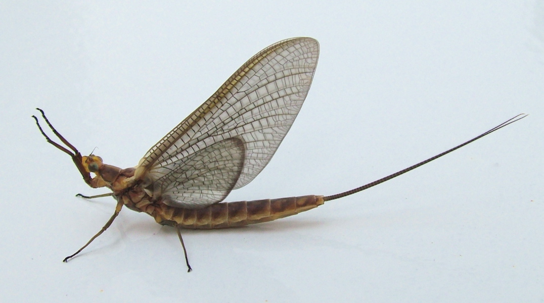 Ephemeridae