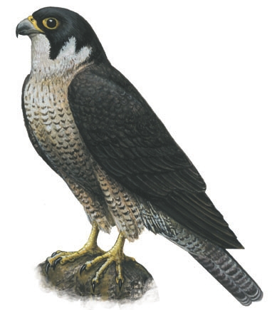 Falco_peregrinus