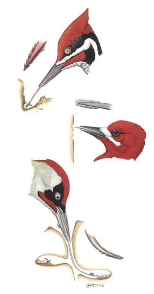 woodpecker_tongues