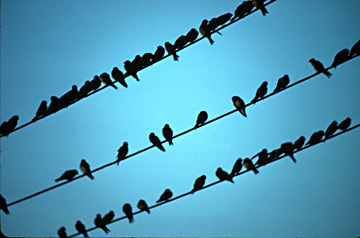 BarnSwallows_on_wires