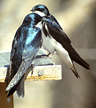 TreeSwallows