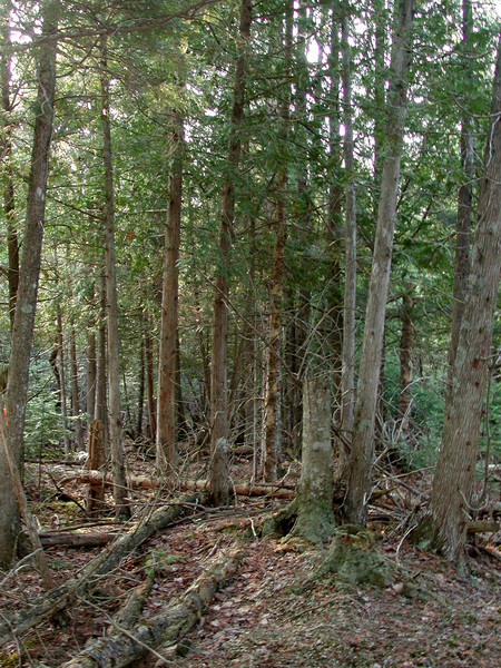cedarswamp
