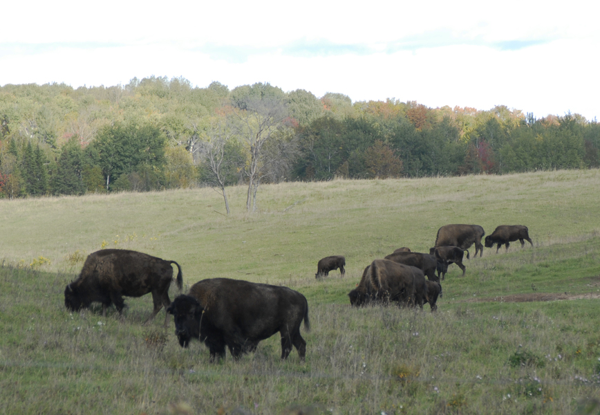 bison_pasture0015