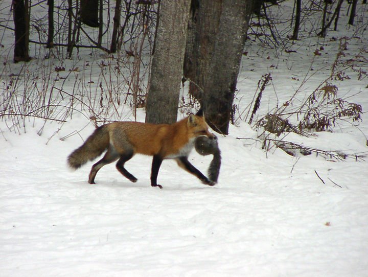 fox4small